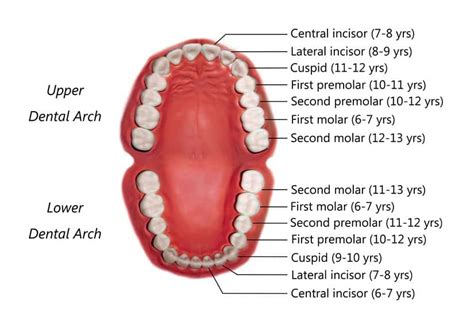 first and second molars